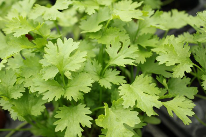 koriander