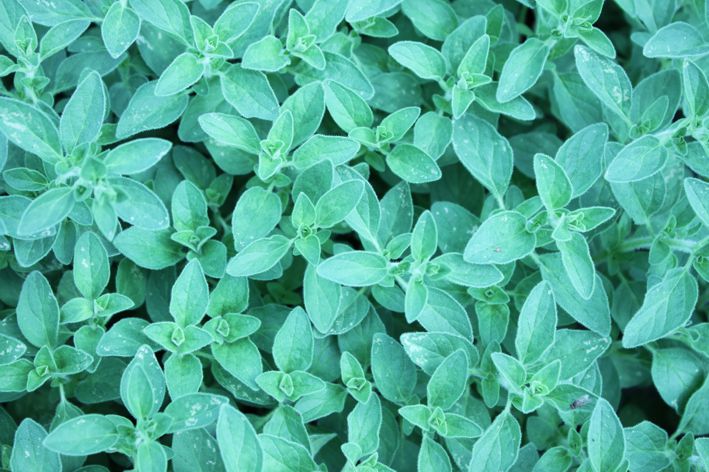 oregano