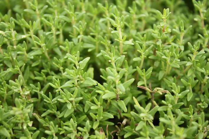 thymian